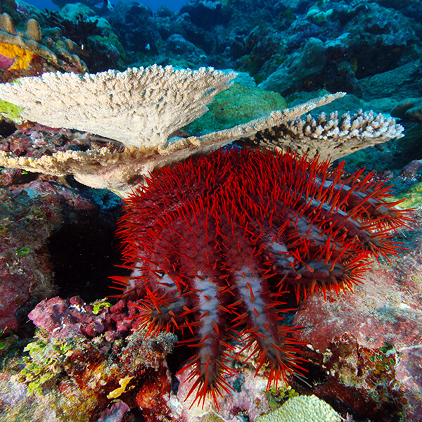 A crown of thorns starfish